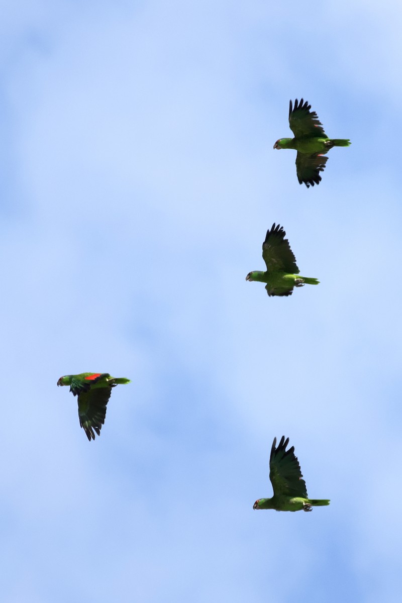 Amazone à joues vertes - ML640782408