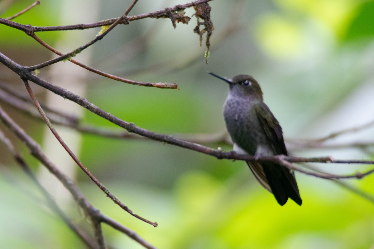 Hoary Puffleg - ML640782538