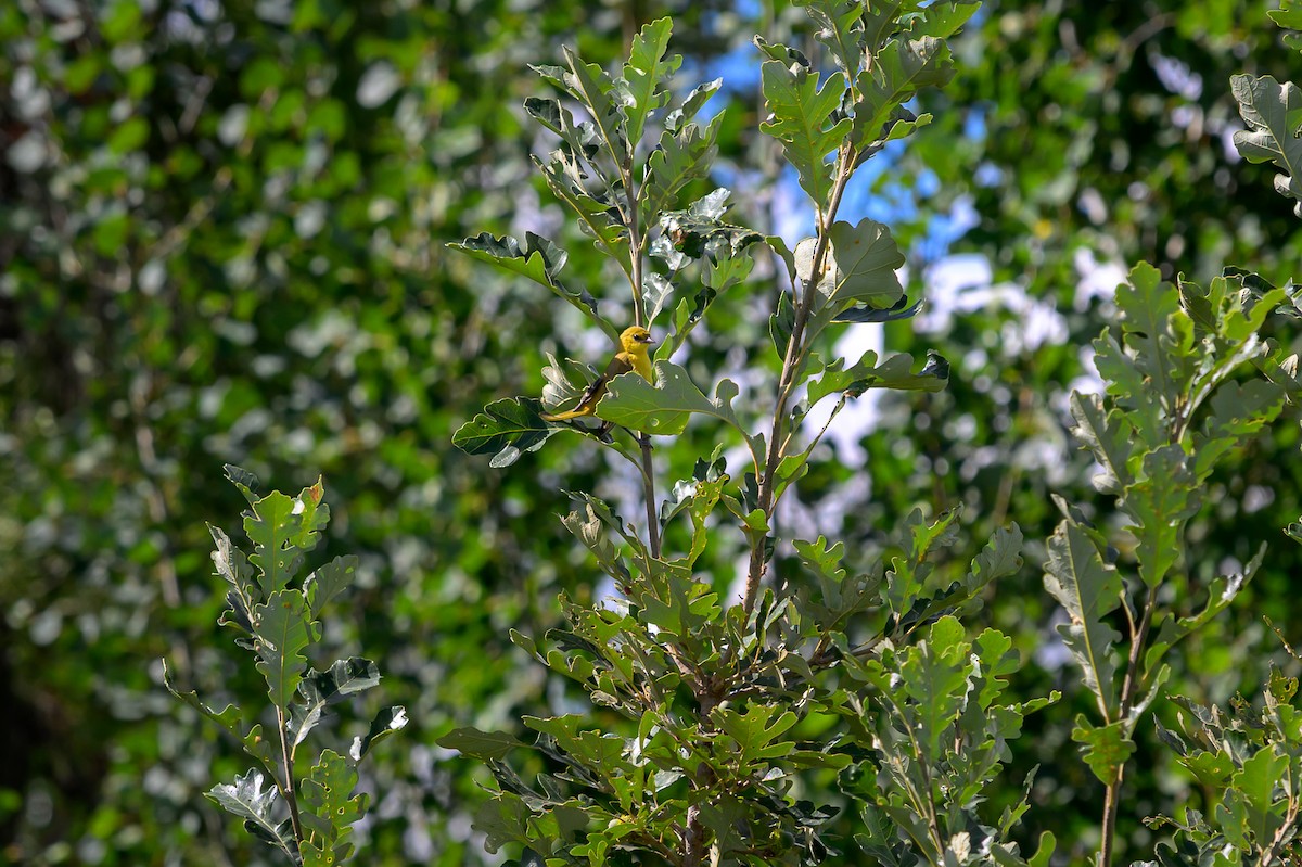 Orchard Oriole - ML640782589