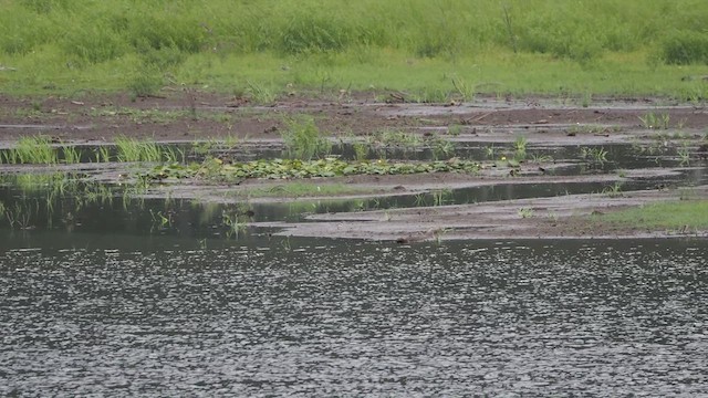 Semipalmated Plover - ML640782627