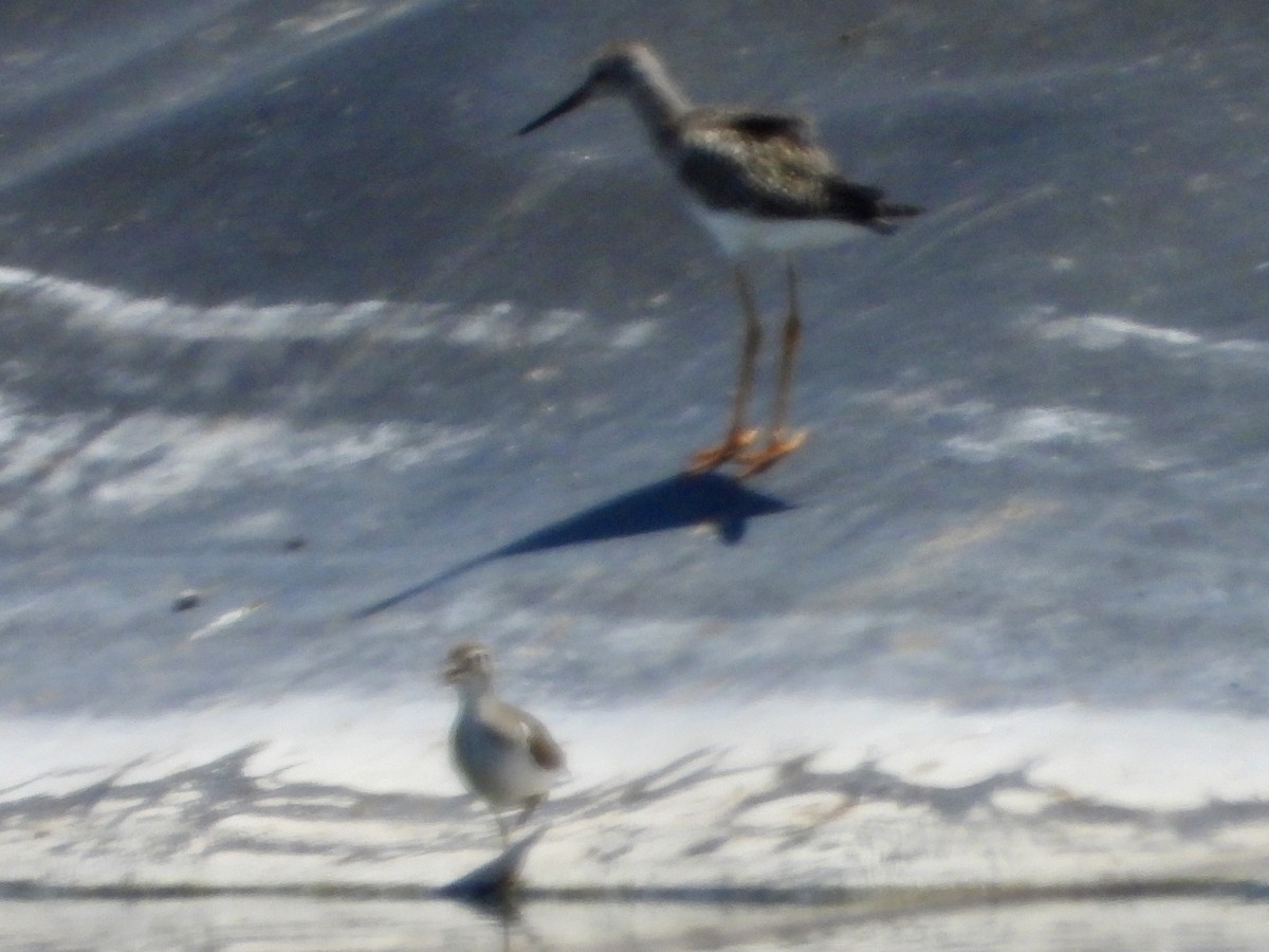 Greater Yellowlegs - ML640782665