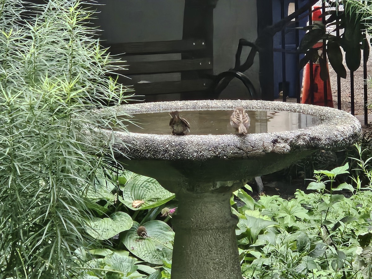 House Sparrow - ML640782715