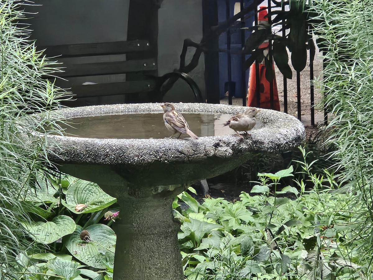 House Sparrow - ML640782717