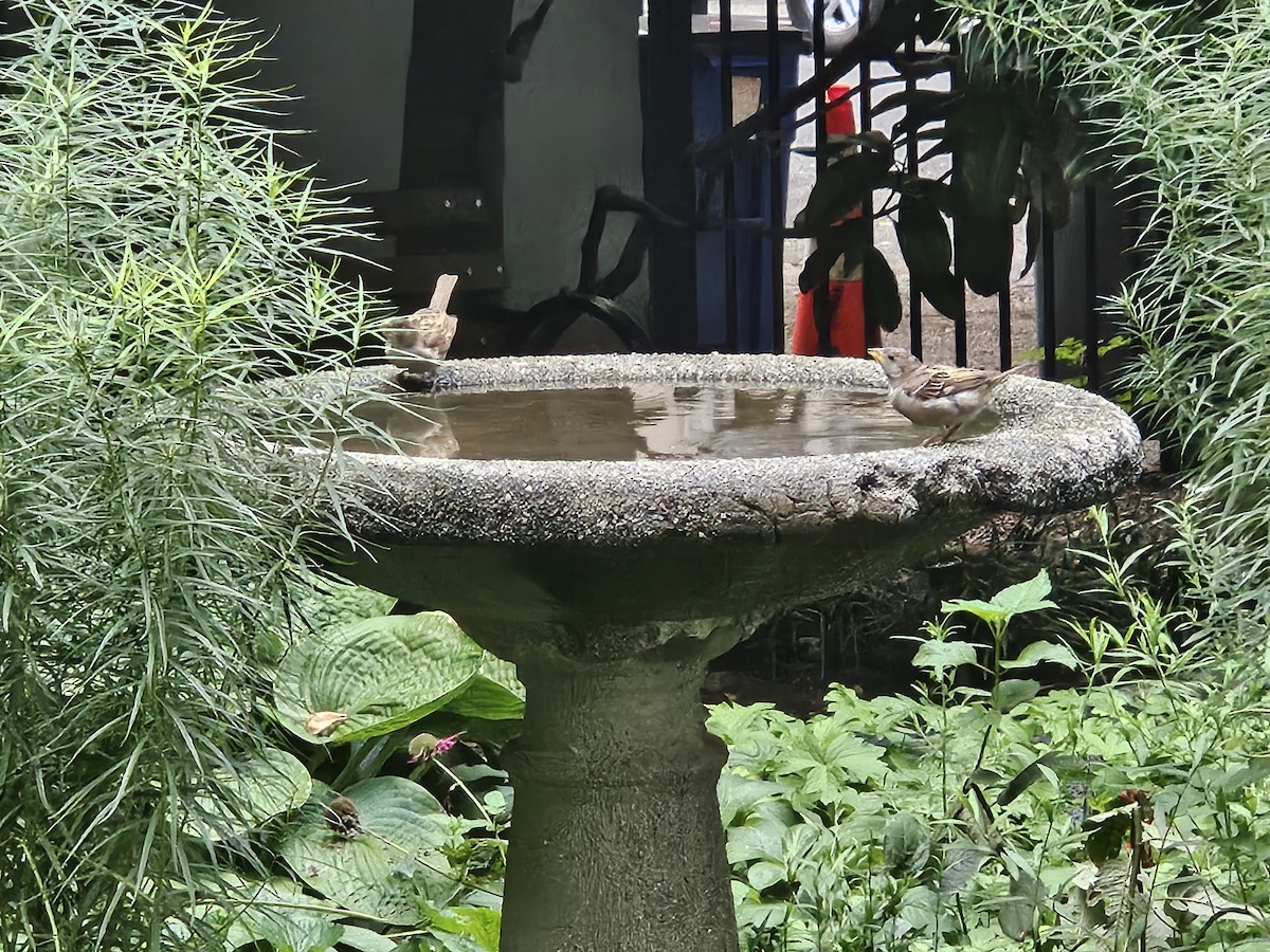 House Sparrow - ML640782719