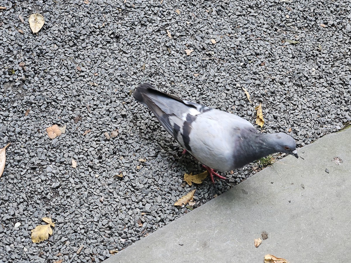 Rock Pigeon (Feral Pigeon) - ML640782741