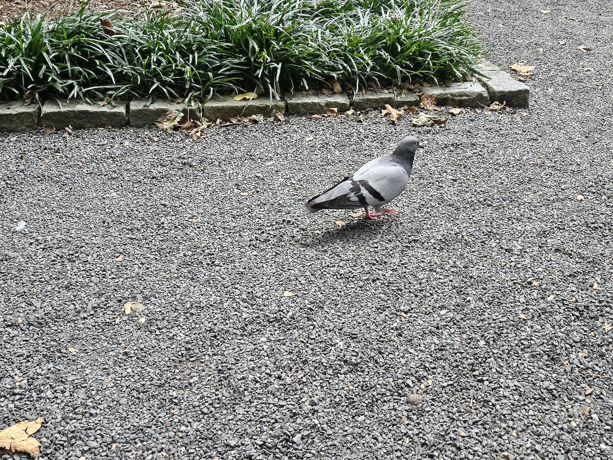 Rock Pigeon (Feral Pigeon) - ML640782742