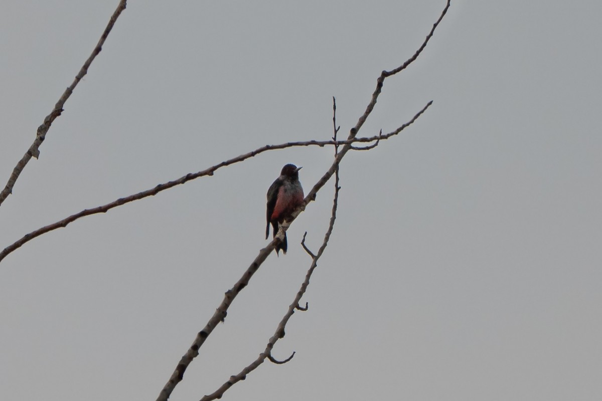 Lewis's Woodpecker - ML640782780