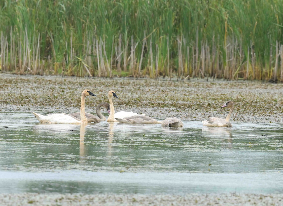 Cisne Trompetero - ML640782805