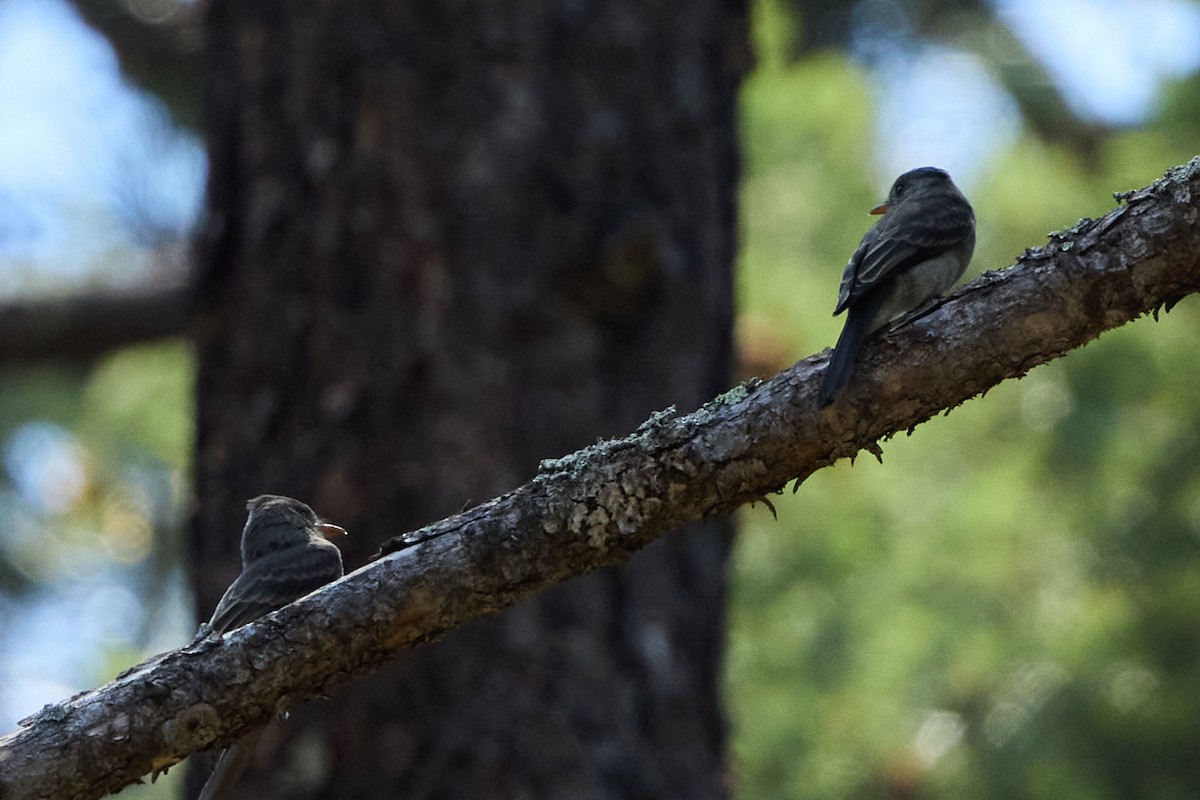 Greater Pewee - ML640782921