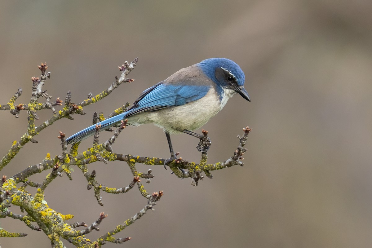 California Scrub-Jay - ML640782929