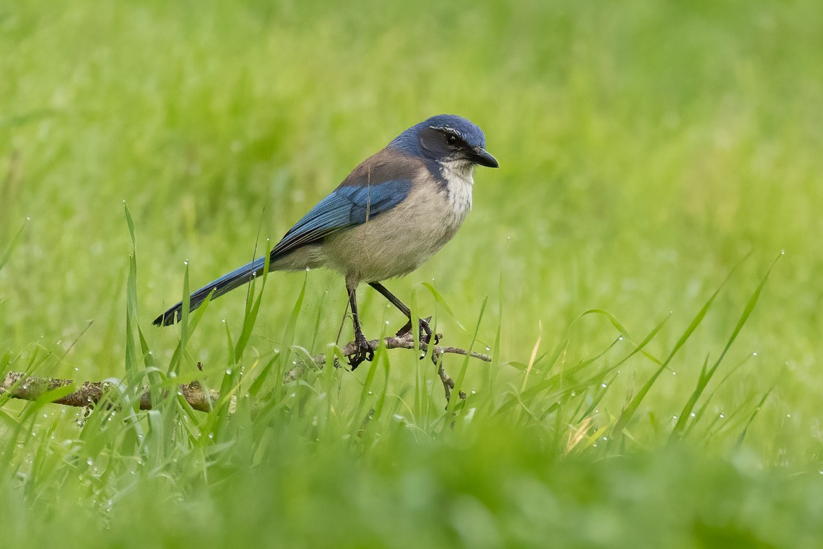 California Scrub-Jay - ML640782930