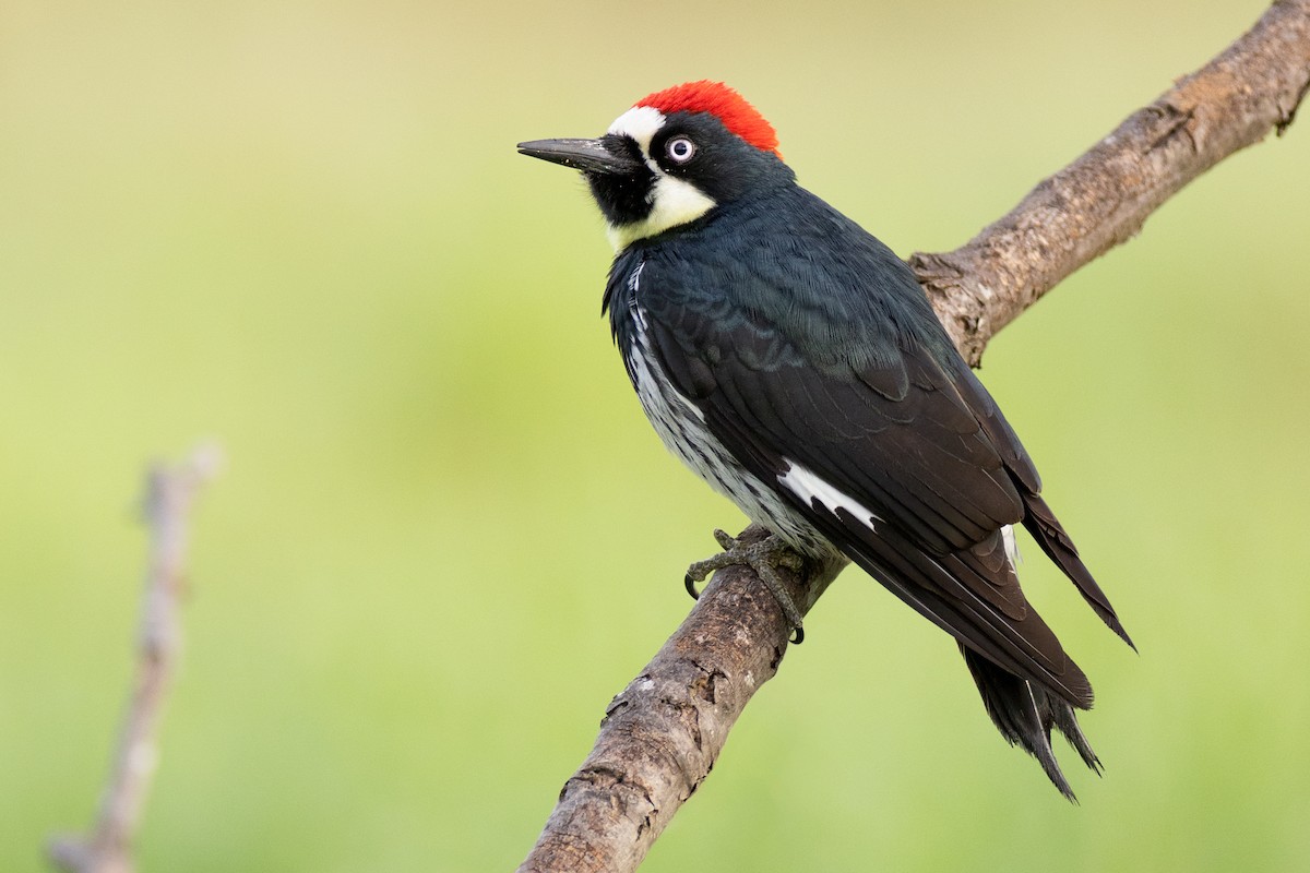 Acorn Woodpecker - ML640782933