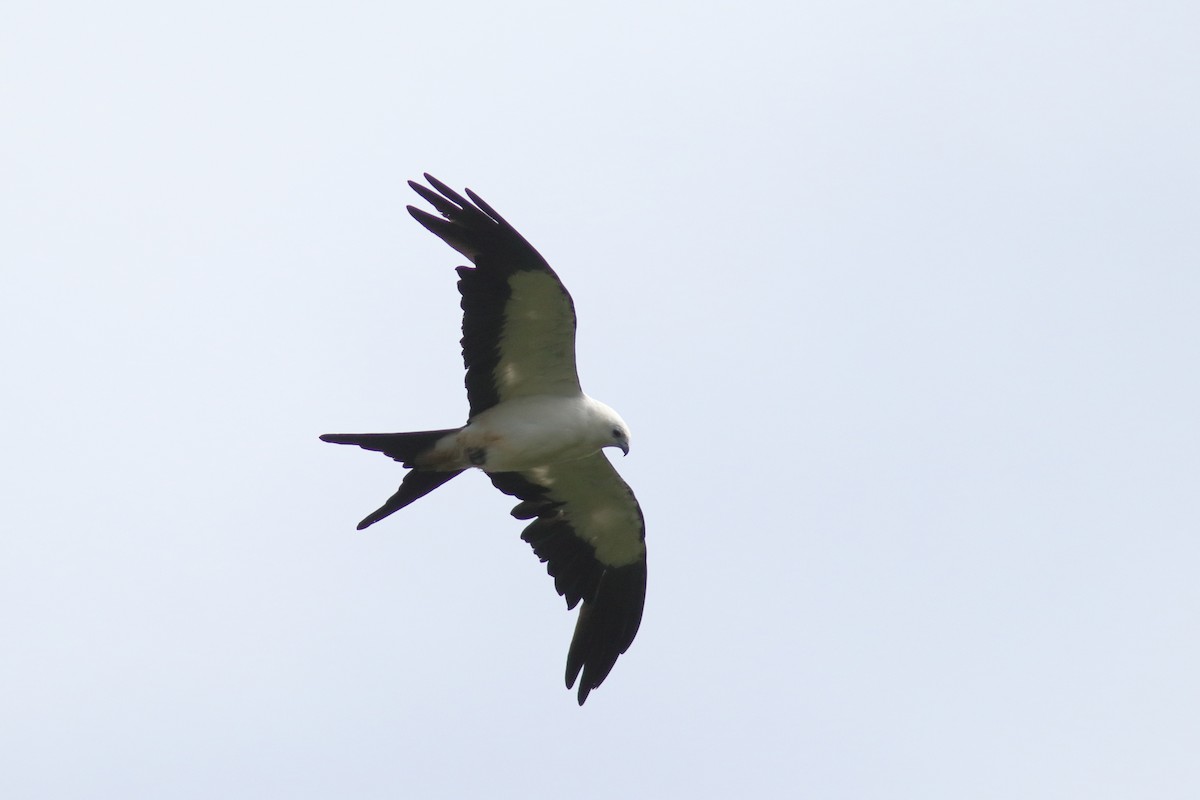 דאה אמריקנית - ML640782935