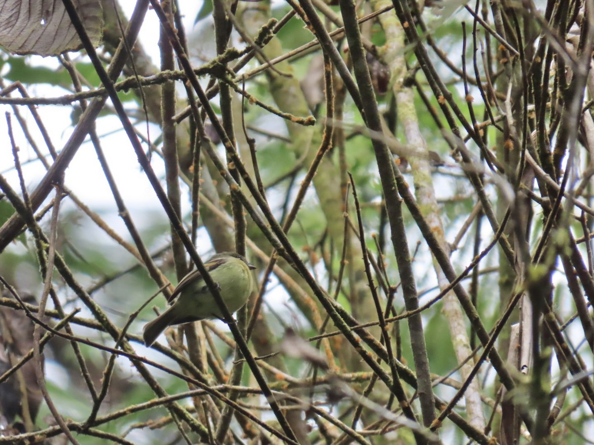 Handsome Flycatcher - ML640782948