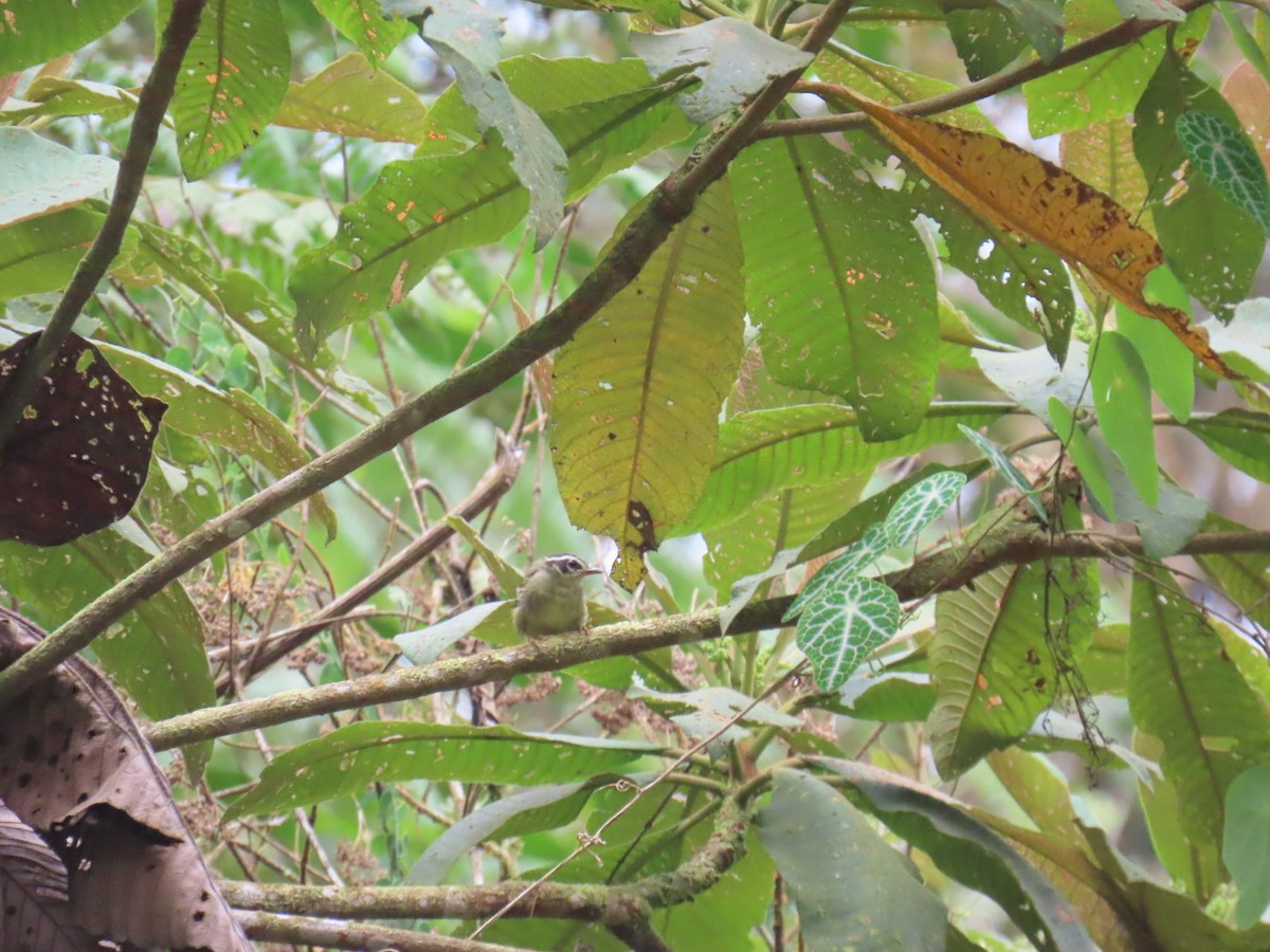 Three-striped Warbler - ML640782968