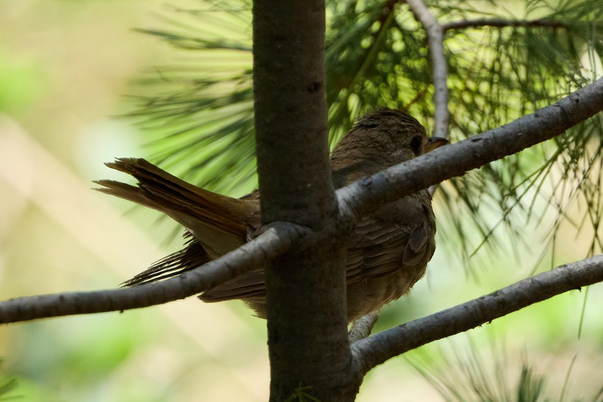 Hermit Thrush - ML640782987