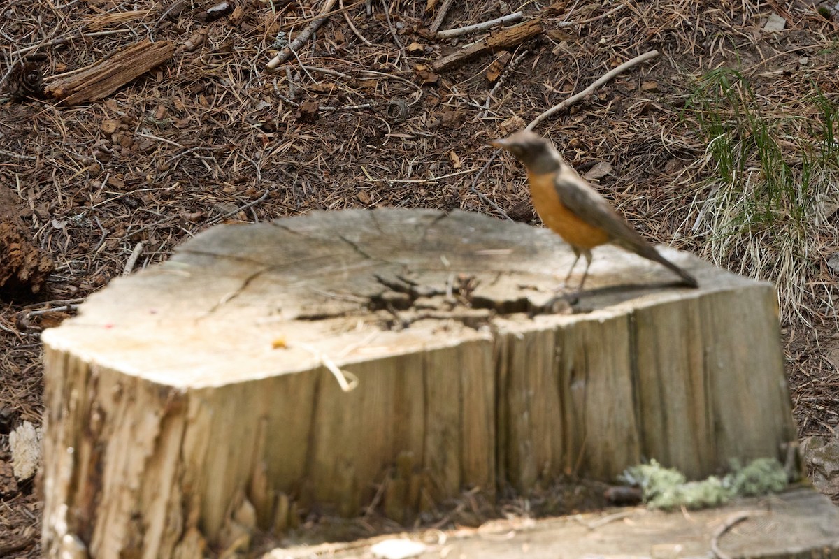 American Robin - ML640782994