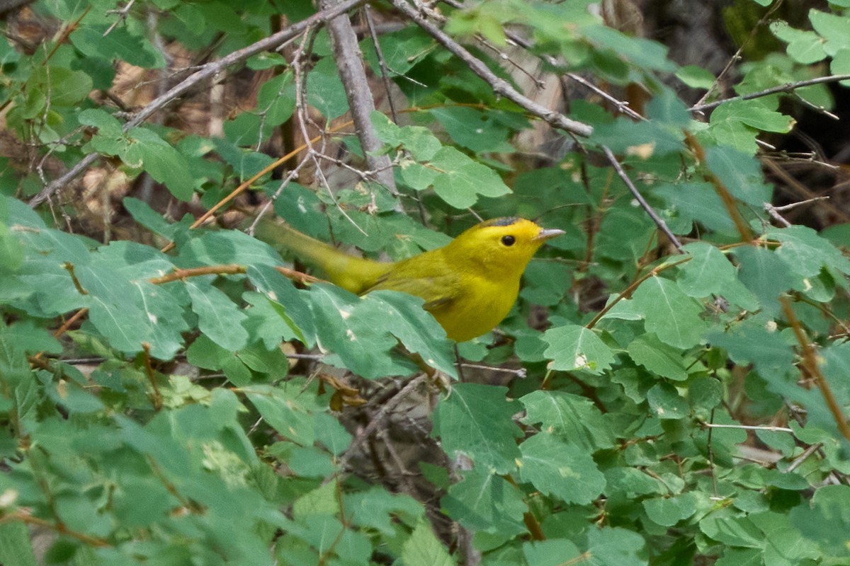 Wilson's Warbler - ML640783001
