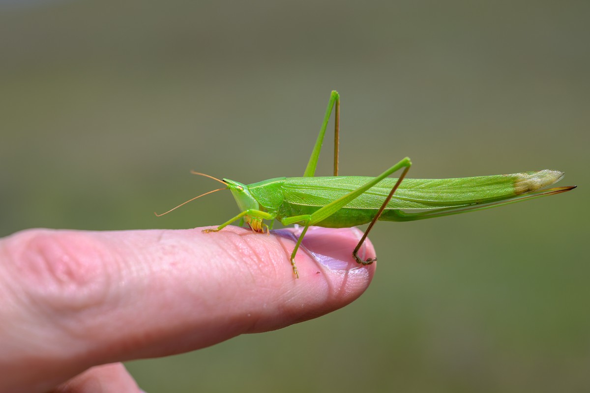Sword-bearing Conehead - ML640783019