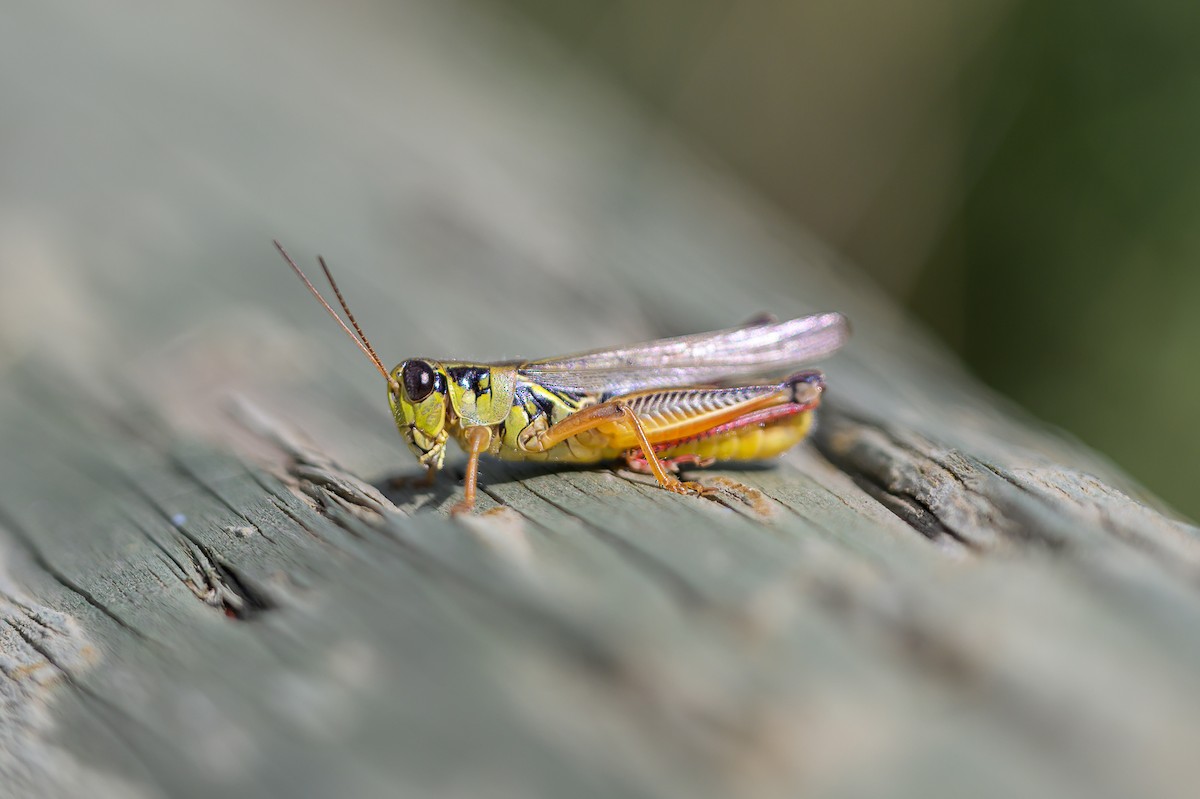 Red-legged Grasshopper - ML640783020