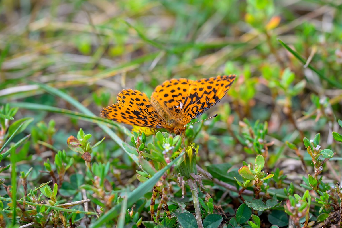 Meadow Fritillary - ML640783021