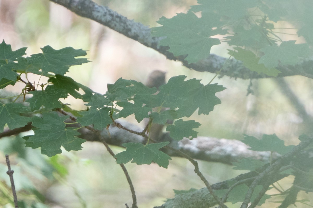 Virginia's Warbler - ML640783030