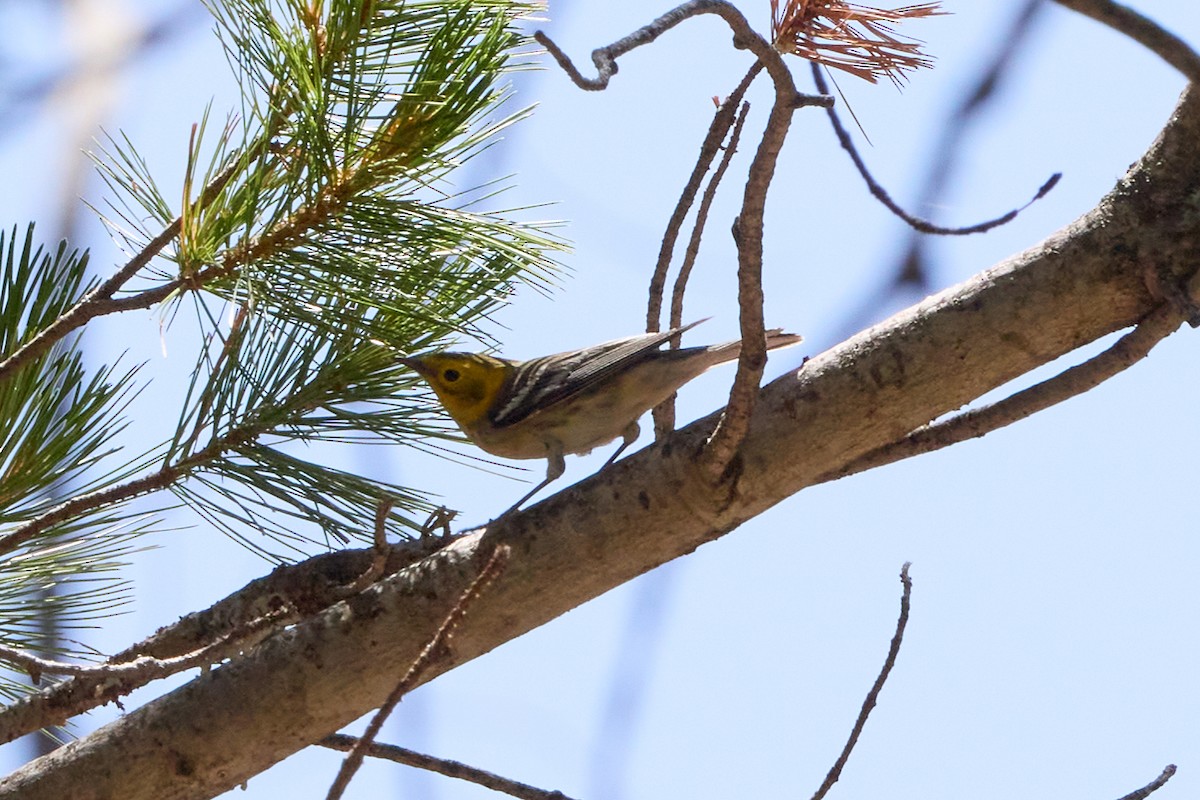Hermit Warbler - ML640783041