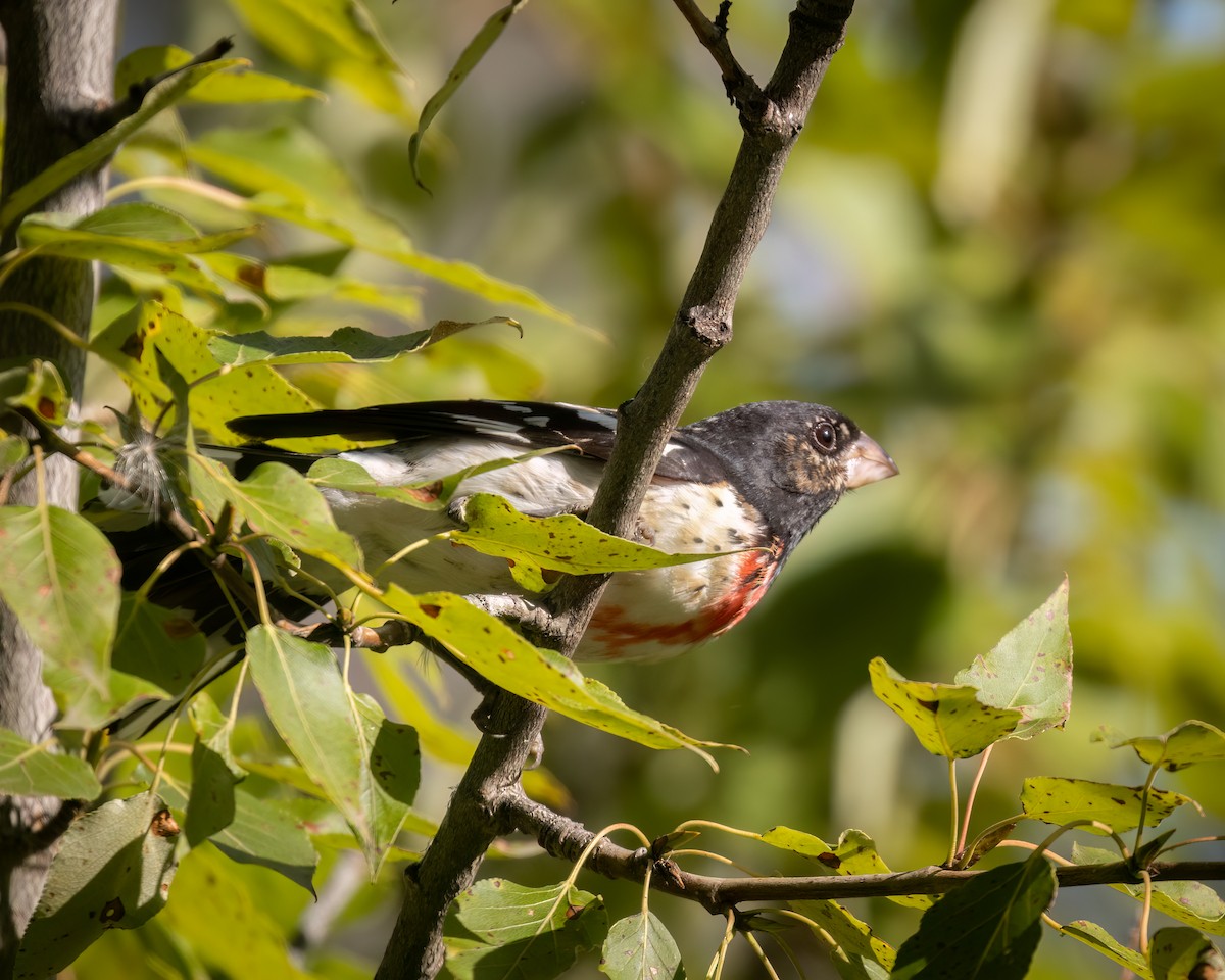 Rose-breasted Grosbeak - ML640783052
