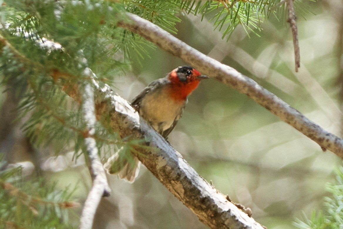 Red-faced Warbler - ML640783061