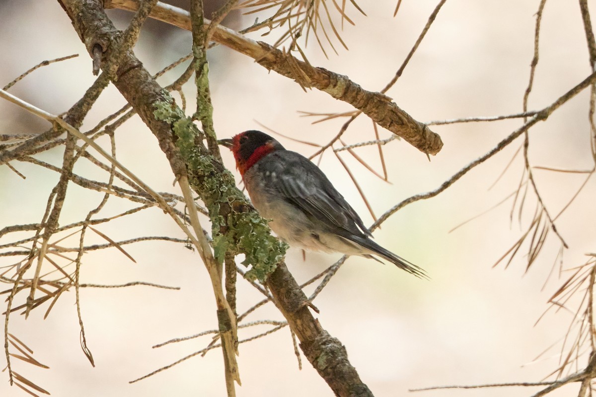 Red-faced Warbler - ML640783063