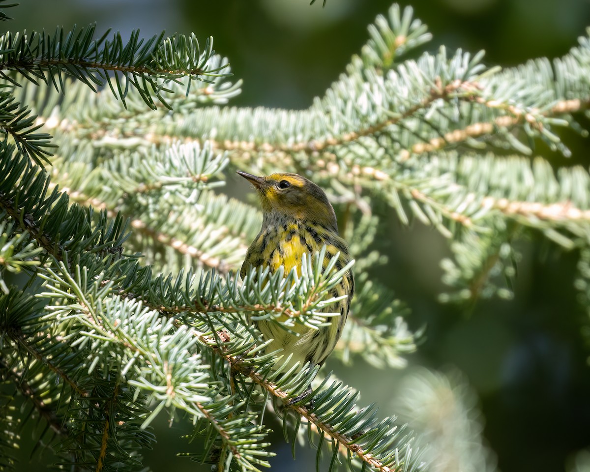 Cape May Warbler - ML640783076