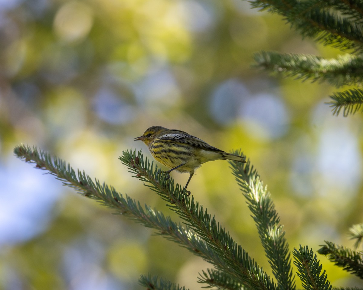 Cape May Warbler - ML640783077