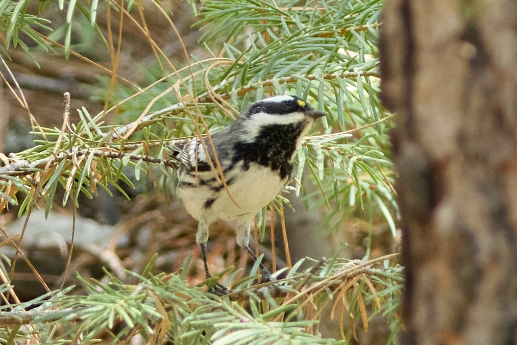 Black-throated Gray Warbler - ML640783082