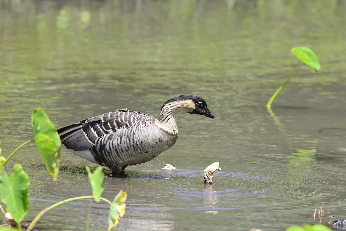 Hawaiian Goose - ML640783103
