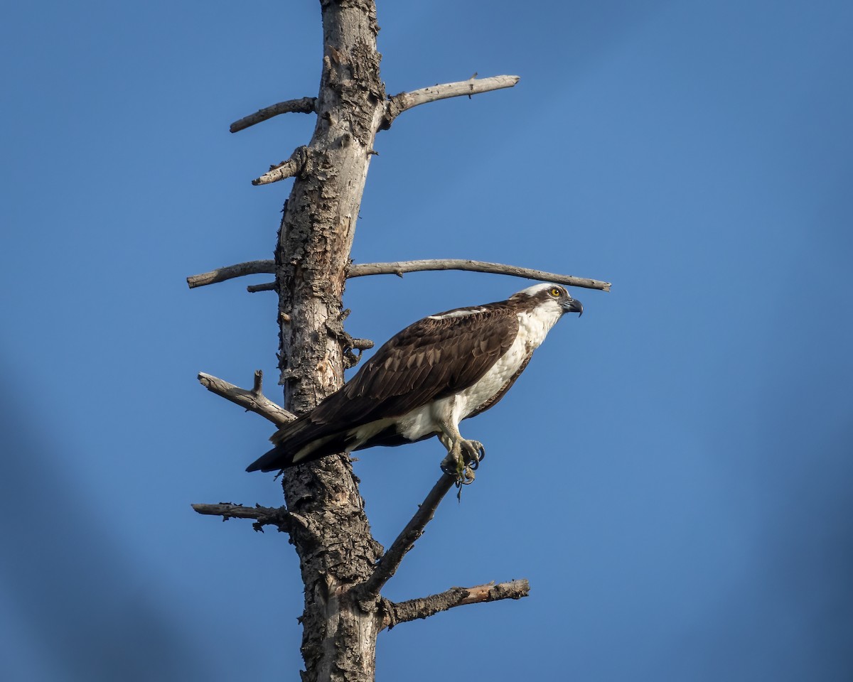 Osprey - ML640783106