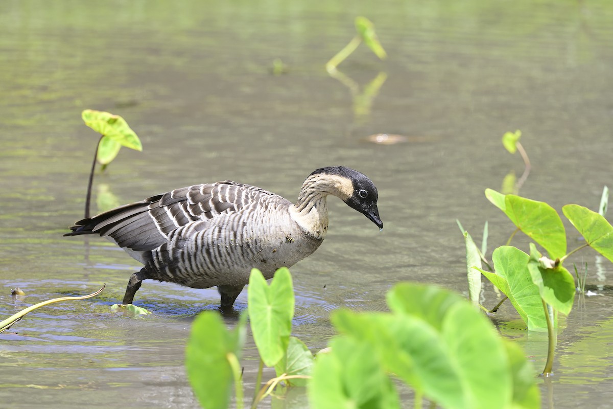 Hawaiian Goose - ML640783108
