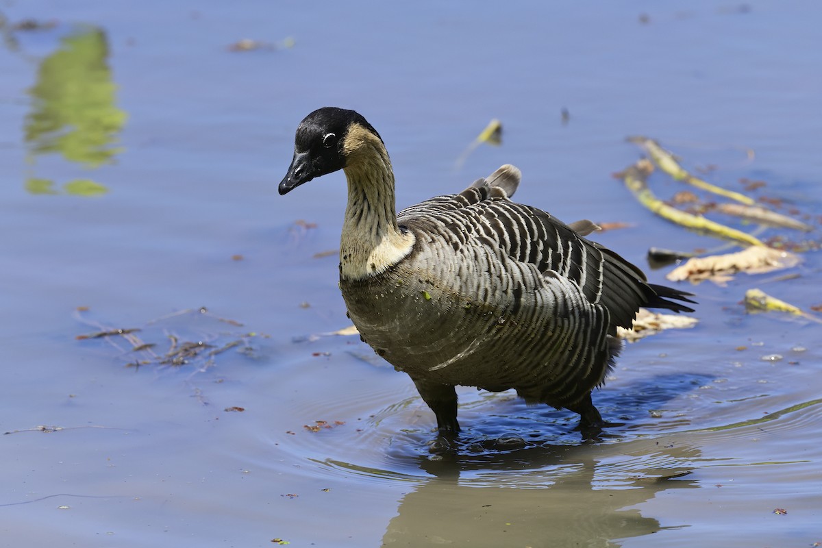 Hawaiian Goose - ML640783109