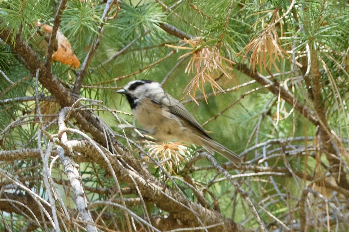 Mountain Chickadee - ML640783110