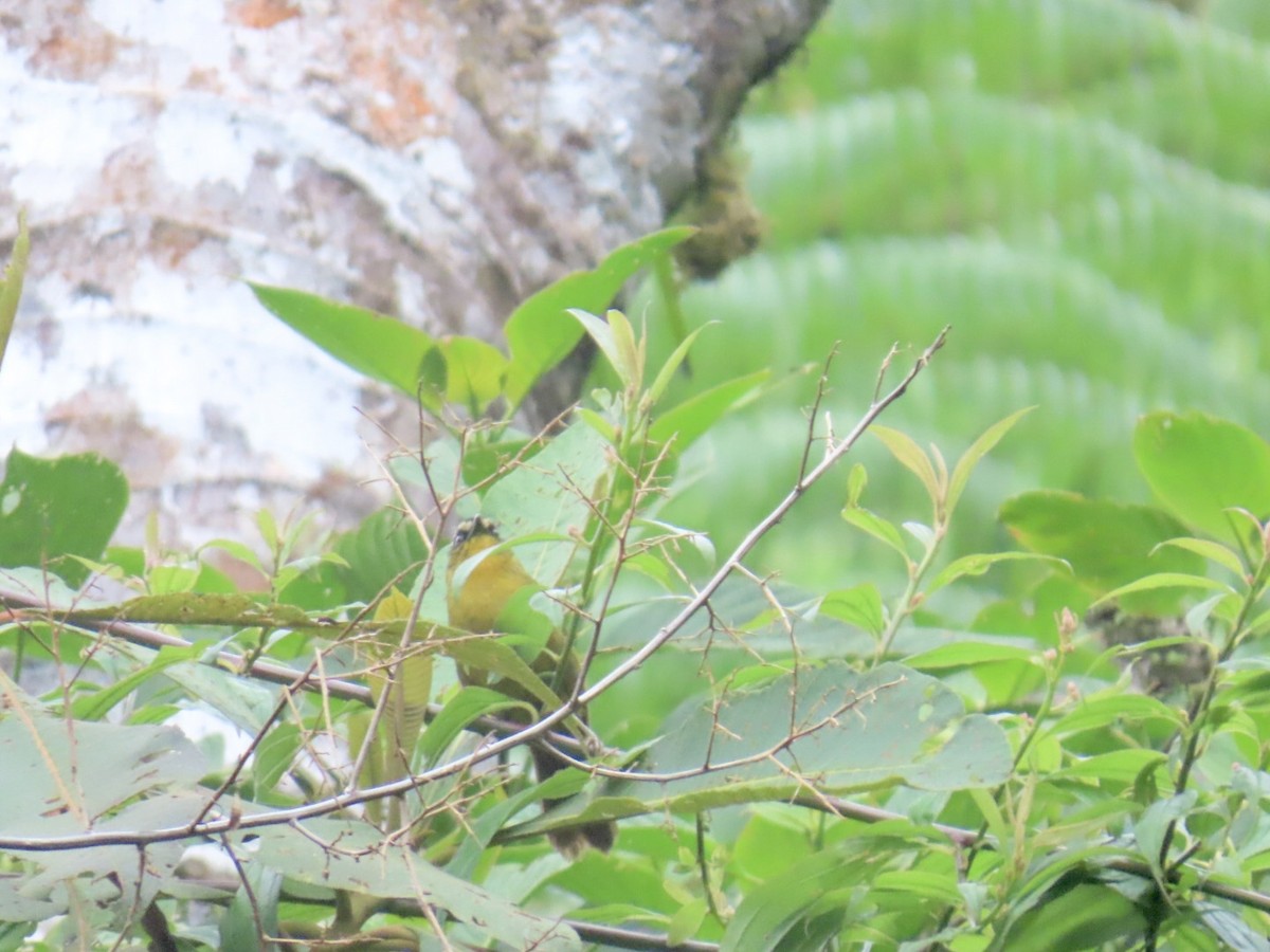 Black-capped Hemispingus - ML640783112