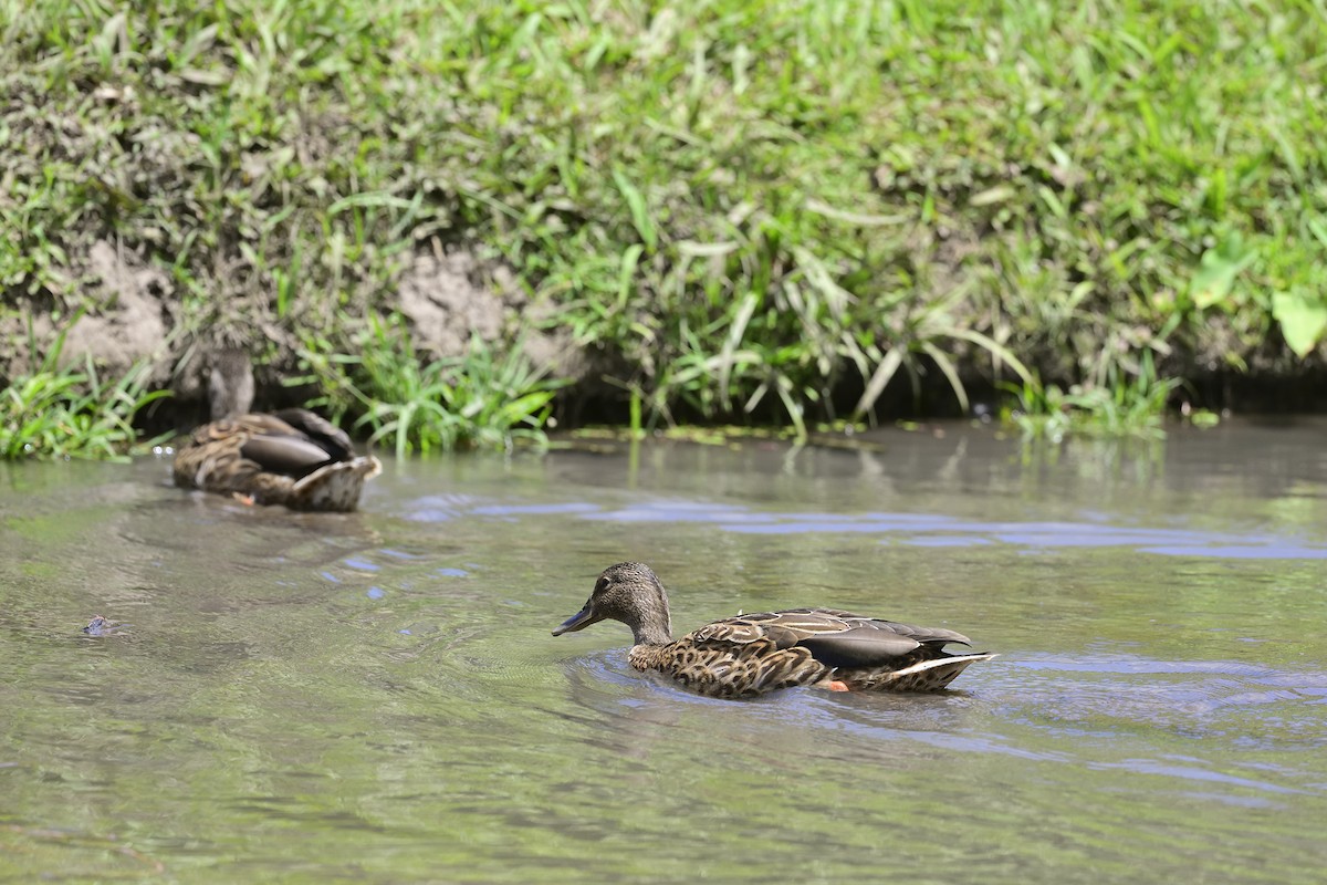 Hawaiian Duck - ML640783115