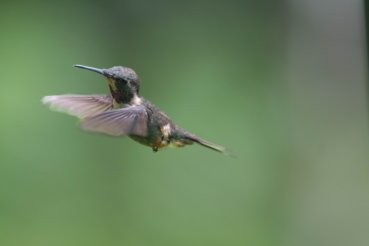 Purple-throated Woodstar - ML640783117