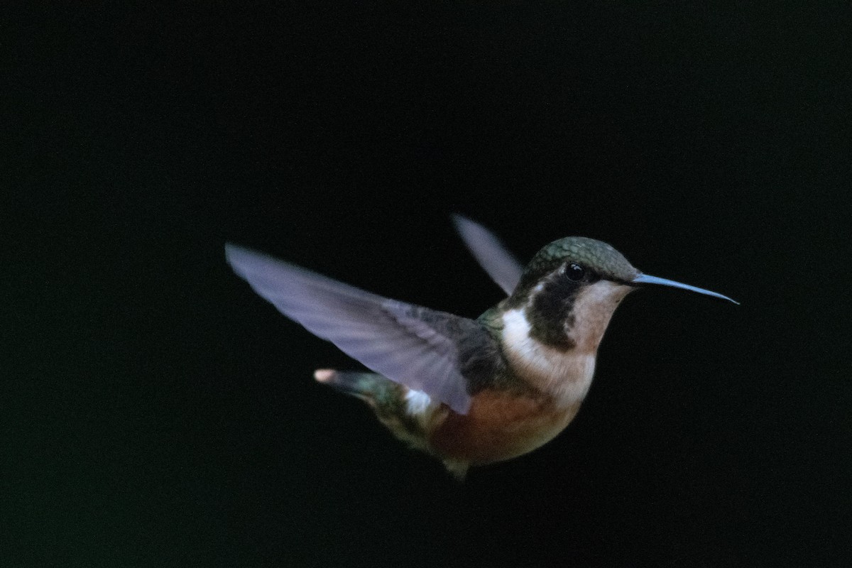 Purple-throated Woodstar - ML640783118