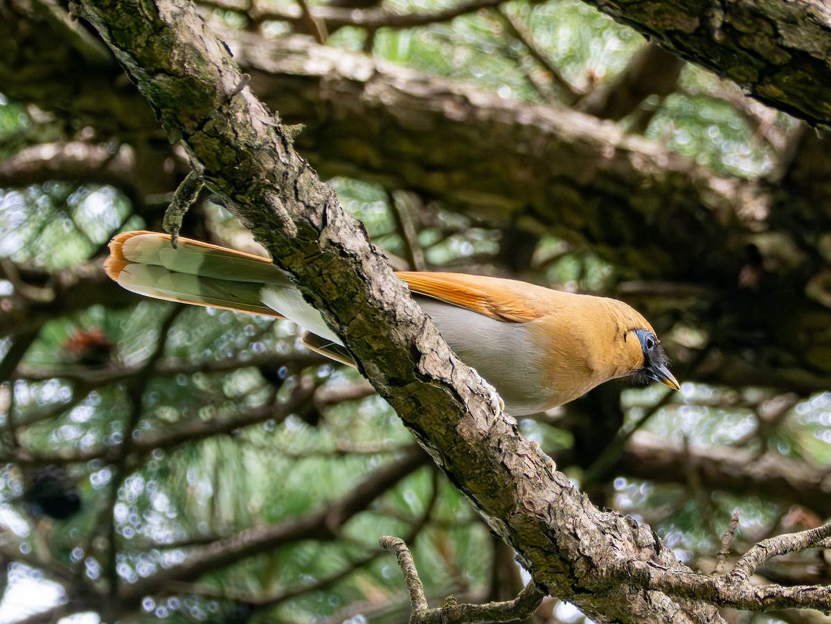 Buffy Laughingthrush - ML640783123