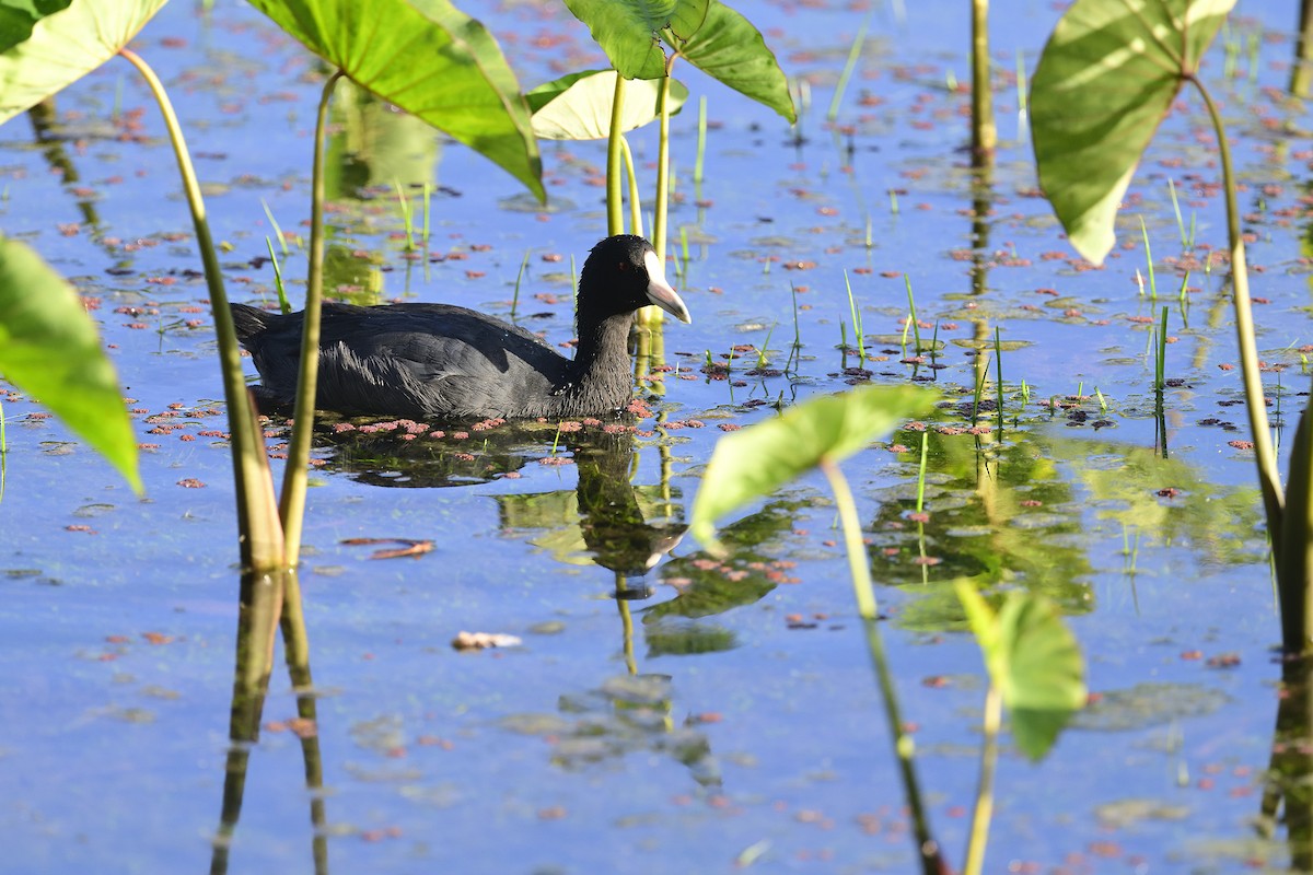 Hawaiian Coot - ML640783137