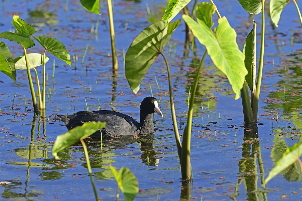 Hawaiian Coot - ML640783138