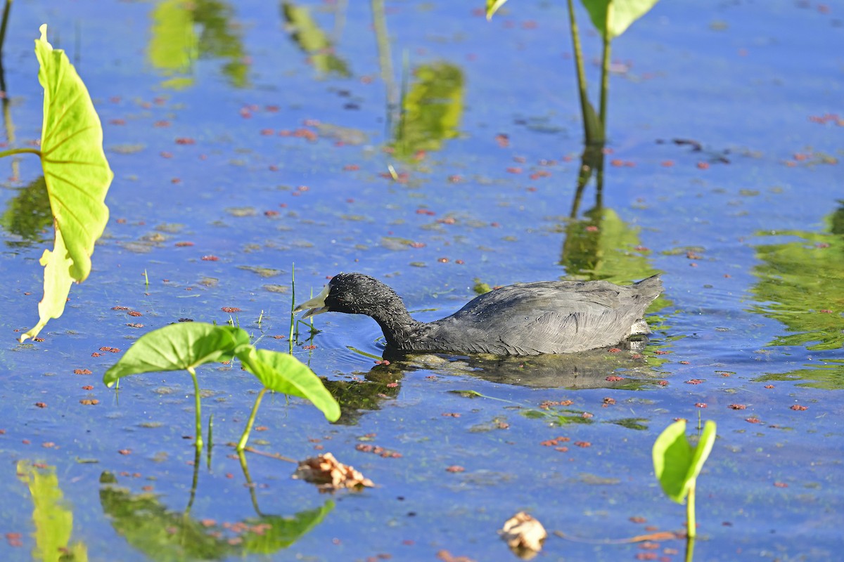 Hawaiian Coot - ML640783139