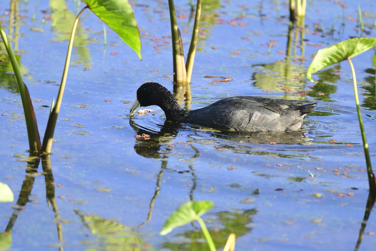 Hawaiian Coot - ML640783140