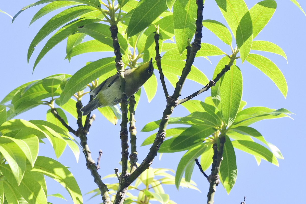 Warbling White-eye - ML640783164