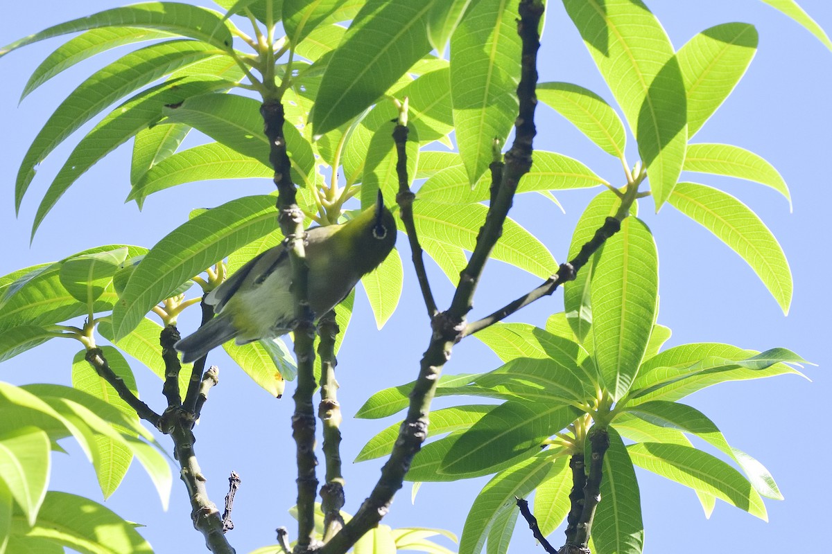 Warbling White-eye - ML640783165