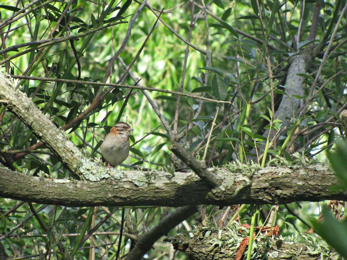Rufous-collared Sparrow - ML640783184